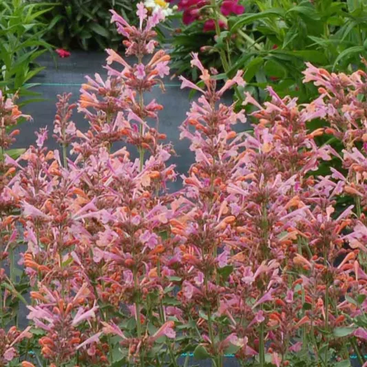 Hyssop Kudos Ambrosia, Anise Hyssop Kudos Ambrosia, Hummingbird Mint Kudos Ambrosia, Dwarf Hyssop Kudos Ambrosia, Pink Hyssop, Pink Flowers, Pink Hummingbrid Mint