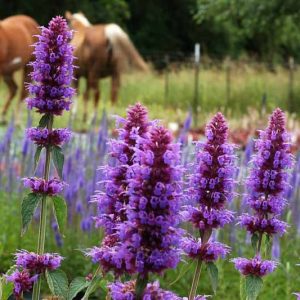 Agastache Blue Boa, Hyssop Blue Boa, Anise Hyssop Blue Boa, Hummingbird Mint Blue Boa,