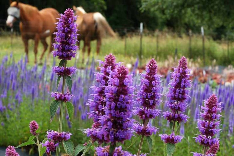 Agastache Blue Boa, Hyssop Blue Boa, Anise Hyssop Blue Boa, Hummingbird Mint Blue Boa,