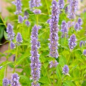 Agastache Blue Fortune, Anise Hyssop 'Blue Fortune', Giant Hyssop 'Blue Fortune', Agastache Aurantiaca 'Blue Fortune', blue flowers, violet flowers