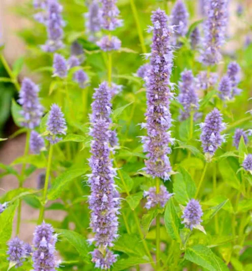 Agastache Blue Fortune, Anise Hyssop 'Blue Fortune', Giant Hyssop 'Blue Fortune', Agastache Aurantiaca 'Blue Fortune', blue flowers, violet flowers