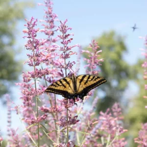 Agastache cana, Giant Hyssop, Mosquito Plant, Mosquito-plant, Texas Hummingbird Mint, Hummingbird Mint, Bubblegum Mint, Lavender Agastache, Native US Plant, Native US Perennial