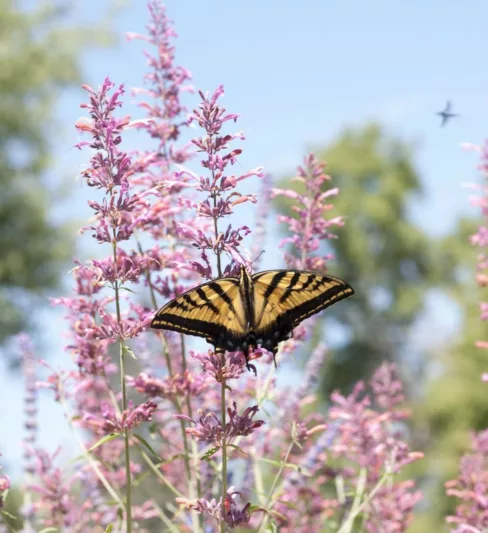 Agastache cana, Giant Hyssop, Mosquito Plant, Mosquito-plant, Texas Hummingbird Mint, Hummingbird Mint, Bubblegum Mint, Lavender Agastache, Native US Plant, Native US Perennial