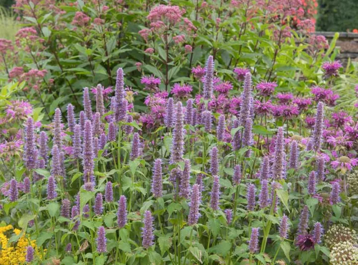Agastache foeniculum, Blue Giant Hyssop, Blue Giant-hyssop, Fragrant Giant Hyssop, Lavender Hyssop, Anise Hyssop
