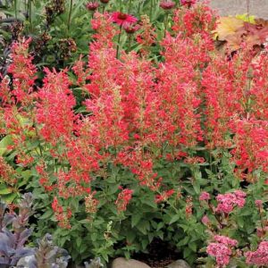 Hyssop Kudos Red, Anise Hyssop Kudos Red, Hummingbird Mint Kudos Red, Dwarf Hyssop Kudos Red, Red Hyssop, Red Flowers, Red Hummingbird Mint