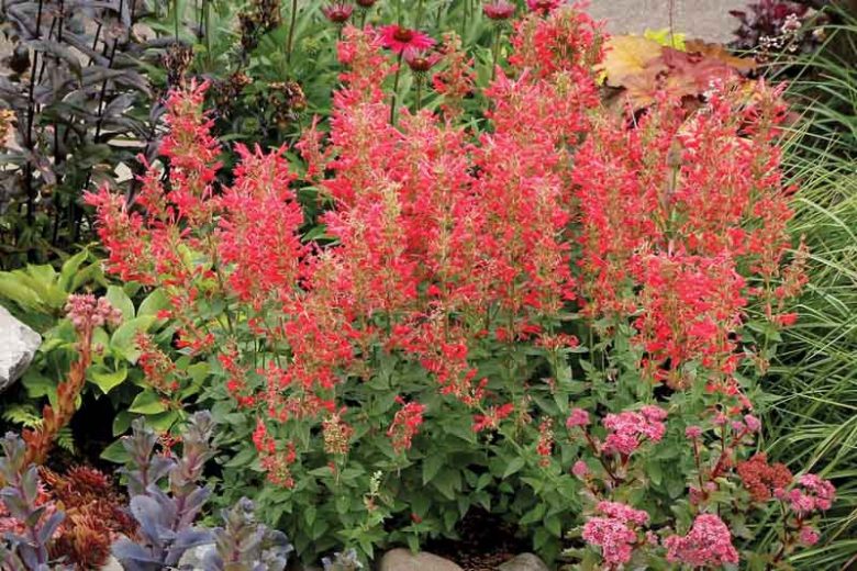 Hyssop Kudos Red, Anise Hyssop Kudos Red, Hummingbird Mint Kudos Red, Dwarf Hyssop Kudos Red, Red Hyssop, Red Flowers, Red Hummingbird Mint