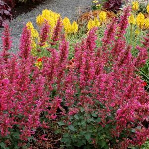 Agastache 'Morello', Giant Hyssop 'Morello', Hummingbird Mint 'Morello', Pink Agastache, Hummingbird Plant, Hummingbird Flowers