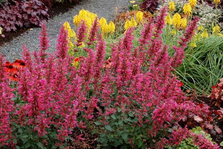 Agastache 'Morello', Giant Hyssop 'Morello', Hummingbird Mint 'Morello', Pink Agastache, Hummingbird Plant, Hummingbird Flowers