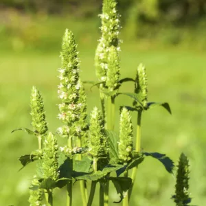 Agastache nepetoides, Yellow Giant Hyssop, White Agastache, White Hyssop, White Korean Mint