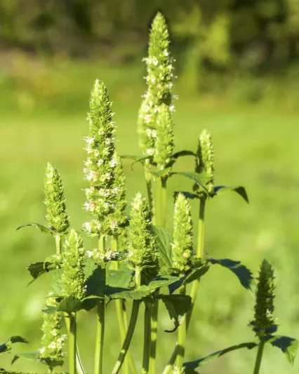 Agastache nepetoides, Yellow Giant Hyssop, White Agastache, White Hyssop, White Korean Mint