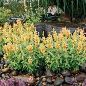 Hyssop POQUITO Butter Yellow, Dwarf Hummingbird Mint, Anise Hyssop 'TNAGAPBY', Hummingbird Mint 'TNAGAPBY', Dwarf Hyssop 'TNAGAPBY', Yellow Hyssop, Yellow Flowers, Yellow Hummingbird Mint