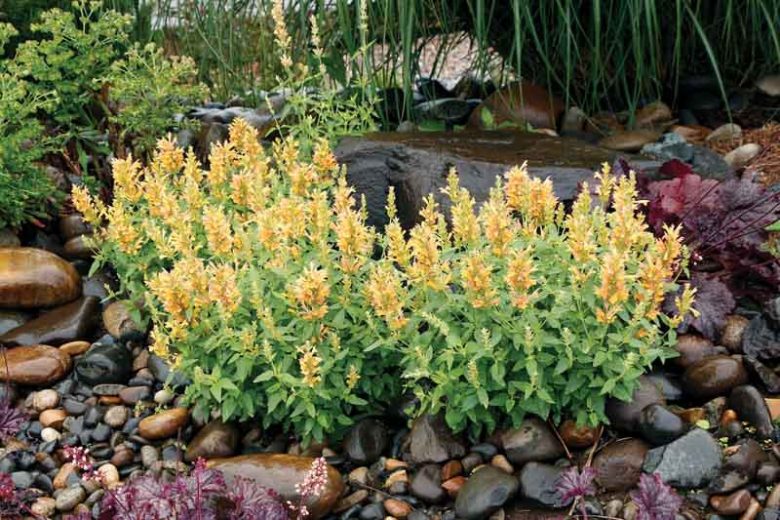 Hyssop POQUITO Butter Yellow, Dwarf Hummingbird Mint, Anise Hyssop 'TNAGAPBY', Hummingbird Mint 'TNAGAPBY', Dwarf Hyssop 'TNAGAPBY', Yellow Hyssop, Yellow Flowers, Yellow Hummingbird Mint