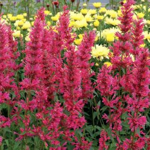 Agastache 'Raspberry Summer', Giant Hyssop 'Raspberry Summer', Hummingbird Mint 'Raspberry Summer', Pink Agastache, Hummingbird Plant, Hummingbird Flowers