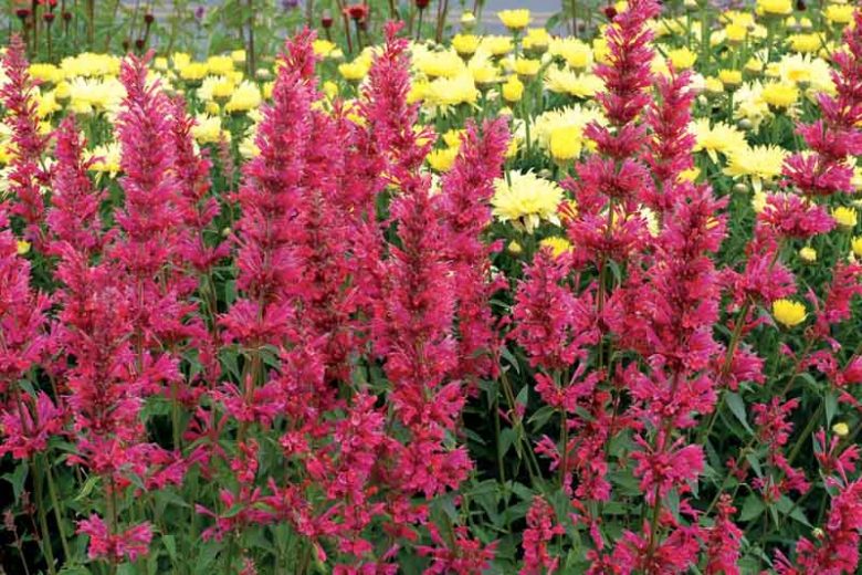 Agastache 'Raspberry Summer', Giant Hyssop 'Raspberry Summer', Hummingbird Mint 'Raspberry Summer', Pink Agastache, Hummingbird Plant, Hummingbird Flowers