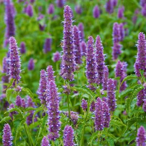 Agastache Rugosa, Korean Mint, Purple Giant Hyssop, Wrinkled Giant Hyssop, Blue Licorice, Indian Mint, Patchouli Herb, Purple flowers