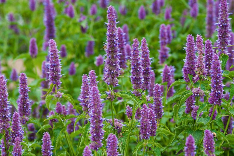 Agastache Rugosa, Korean Mint, Purple Giant Hyssop, Wrinkled Giant Hyssop, Blue Licorice, Indian Mint, Patchouli Herb, Purple flowers