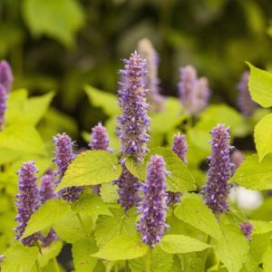 Agastache Rugosa Golden Jubilee, Giant Hyssop Golden Jubilee, Anise Hyssop Golden Jubilee, Korean Mint Golden Jubilee, Purple Agastache, Purple Hyssop, Purple Korean Mint
