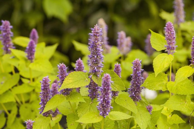 Agastache Rugosa Golden Jubilee, Giant Hyssop Golden Jubilee, Anise Hyssop Golden Jubilee, Korean Mint Golden Jubilee, Purple Agastache, Purple Hyssop, Purple Korean Mint