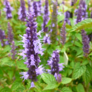 Agastache rugosa 'Little Adder', Hyssop 'Little Adder', Anise Hyssop 'Little Adder', Hummingbird Mint 'Little Adder', Long blooming perennials, Blue flowers, Bue hyssops, Blue agastache