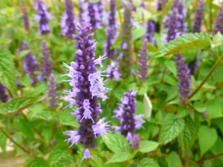 Agastache rugosa 'Little Adder', Hyssop 'Little Adder', Anise Hyssop 'Little Adder', Hummingbird Mint 'Little Adder', Long blooming perennials, Blue flowers, Bue hyssops, Blue agastache