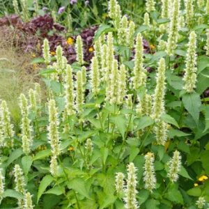 Agastache Alabaster, Hyssop Alabaster, Anise Hyssop Alabaster, Korean Mint Alabaster, White Hyssop, White Agastache, Agastache rugosa, Agastache rugosa f albiflora