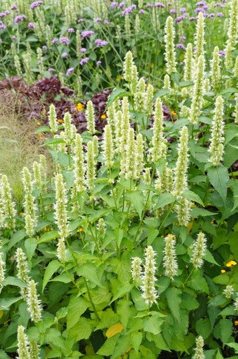 Agastache Alabaster, Hyssop Alabaster, Anise Hyssop Alabaster, Korean Mint Alabaster, White Hyssop, White Agastache, Agastache rugosa, Agastache rugosa f albiflora