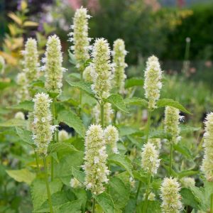 Agastache Rugosa F. Albiflora, Giant Hyssop, Anise Hyssop, Korean Mint, Agastache Rugosa 'Alba', White Agastache, White Hyssop, White Korean Mint