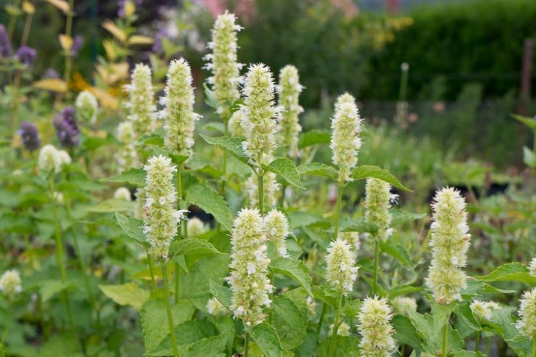 Agastache Rugosa F. Albiflora, Giant Hyssop, Anise Hyssop, Korean Mint, Agastache Rugosa 'Alba', White Agastache, White Hyssop, White Korean Mint