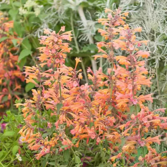 Agastache Rupestris, Rock Anise Hyssop, Sunset Hyssop, Threadleaf Giant Hyssop, Licorice Mint, Salmon flowers, Orange Flowers,