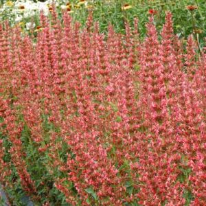 Agastache 'Summer Fiesta', Giant Hyssop 'Summer Fiesta', Hummingbird Mint 'Summer Fiesta', Pink Agastache, Hummingbird Plant, Hummingbird Flowers