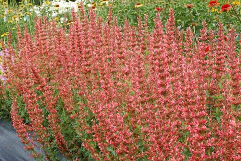 Agastache 'Summer Fiesta', Giant Hyssop 'Summer Fiesta', Hummingbird Mint 'Summer Fiesta', Pink Agastache, Hummingbird Plant, Hummingbird Flowers