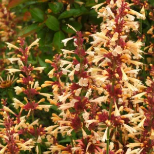 Agastache 'Summer Glow', Giant Hyssop 'Summer Glow', Hummingbird Mint 'Summer Glow', Yellow Agastache, Yellow Hummingbird Plant, Hummingbird Flowers