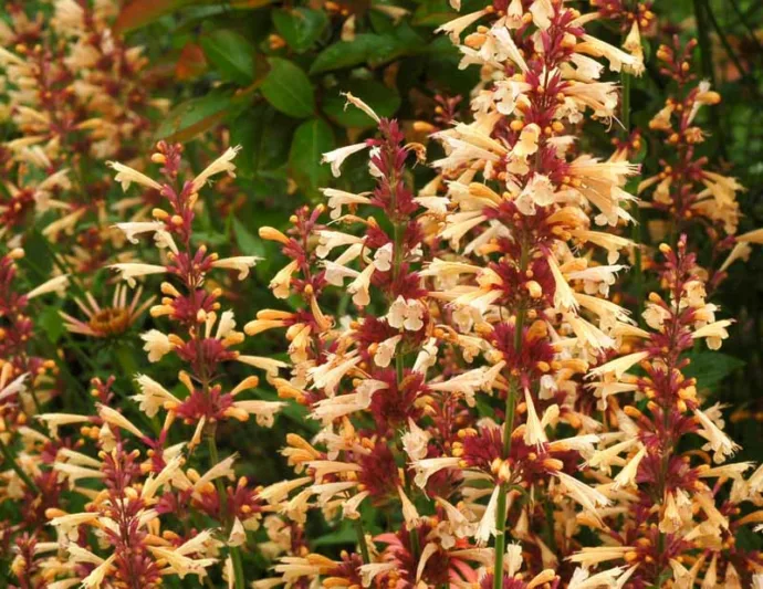 Agastache 'Summer Glow', Giant Hyssop 'Summer Glow', Hummingbird Mint 'Summer Glow', Yellow Agastache, Yellow Hummingbird Plant, Hummingbird Flowers