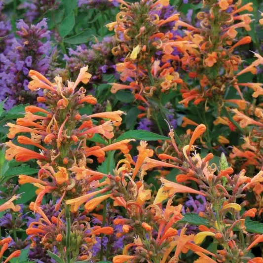 Hyssop Summer Sunset, Anise Hyssop Summer Sunset, Hummingbird Mint Summer Sunset, Giant Hyssop Summer Sunset