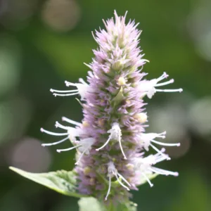 Agastache urticifolias, Nettleleaf Giant Hyssop, Nettle-leaf Horsemint, Lavender Agastache, Lavender Hyssop