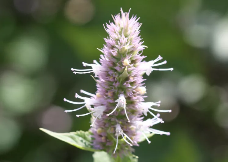 Agastache urticifolias, Nettleleaf Giant Hyssop, Nettle-leaf Horsemint, Lavender Agastache, Lavender Hyssop