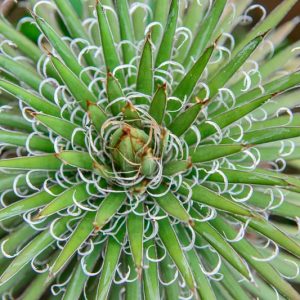 Agave filifera, Thread Agave