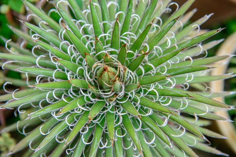 Agave filifera, Thread Agave