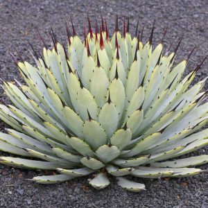 Agave macroacantha, Black-Spined Agave, Large-Thorned Agave, Agave macroacantha var. latifolia, succulent, drought tolerant plant