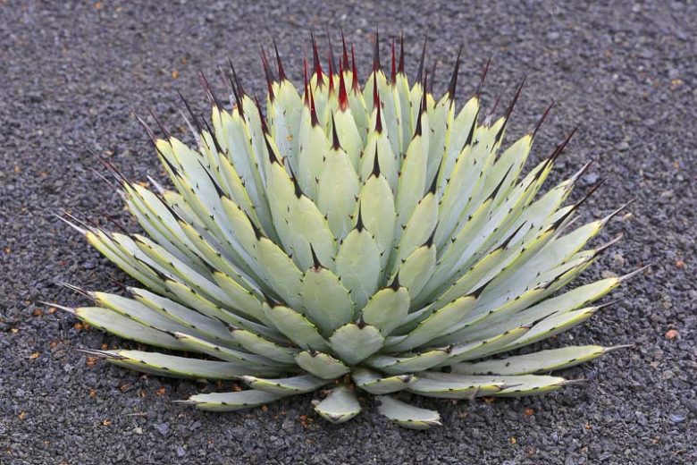 Agave macroacantha, Black-Spined Agave, Large-Thorned Agave, Agave macroacantha var. latifolia, succulent, drought tolerant plant