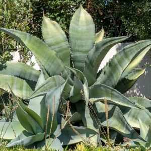 Agave marmorata, Marbled Agave, Huiscole, Pisomel, Succulent, Drought Tolerant Plant