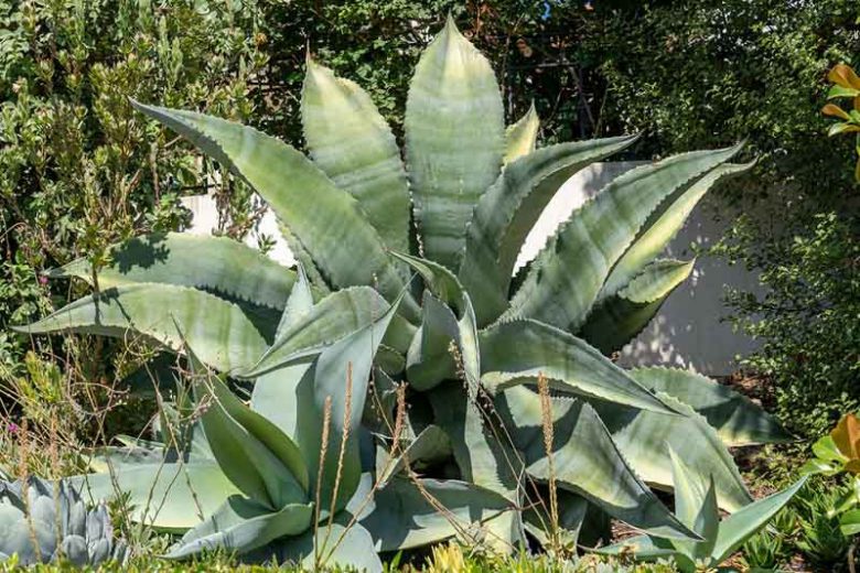 Agave marmorata, Marbled Agave, Huiscole, Pisomel, Succulent, Drought Tolerant Plant