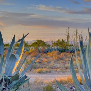 Agave americana, Agave attenuata, Agave bracteosa, Agave desmettiana, Agave havardiana, Agave lophantha, Agave parryi, Agave salmiana, Agave stricta, Agave tequilana, Agave victoriae-reginae, Agave vilmoriniana