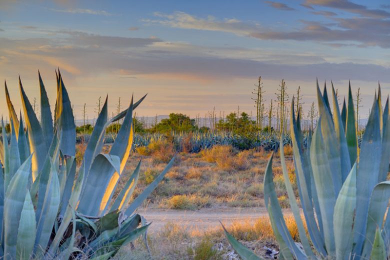 Agave americana, Agave attenuata, Agave bracteosa, Agave desmettiana, Agave havardiana, Agave lophantha, Agave parryi, Agave salmiana, Agave stricta, Agave tequilana, Agave victoriae-reginae, Agave vilmoriniana
