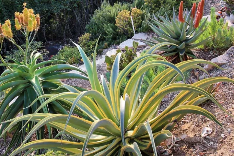 Agave vilmoriniana  'Stained Glass', Octopus Agave 'Stained Glass', Agave vilmoriniana 'Variegata', Octopus Agave 'Variegata', Yellow flowers, drought tolerant plant, evergreen plant