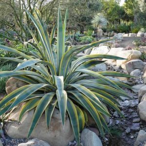 Agave weberi 'Arizona Star, Variegated Weber Agave, Variegated Agave