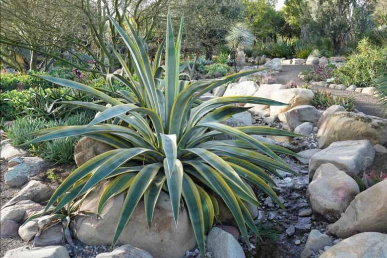 Agave weberi 'Arizona Star, Variegated Weber Agave, Variegated Agave