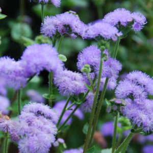 Floss Flower 'Blue Horizon', Ageratum Houstonianum 'Blue Horizon', Ageratum Blue Horizon, Blue flowers, Blue annuals