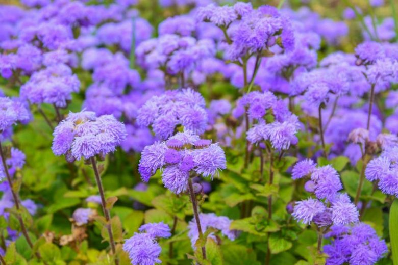 Floss Flower 'Blue Mink', Ageratum Houstonianum 'Blue Mink', Ageratum Blue Mink, Blue flowers, Blue annuals