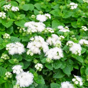 Floss Flower 'Dondo White', Ageratum Houstonianum 'Dondo White', Ageratum Dondo White, White flowers, White annuals